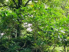 -红糖商店复古咖啡酒馆