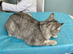 -纳吉亚猫专科动物医院·北北分院