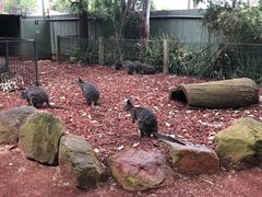 -费瑟代尔野生动物园