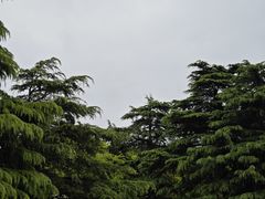 -上海滨江森林公园