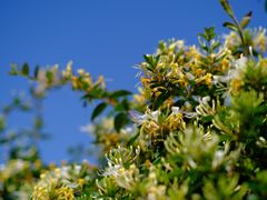 -中国香山·寿香谷