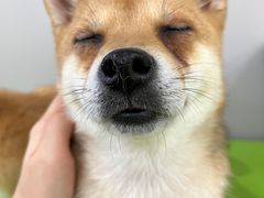-柴源莊·柴小宠柴犬咖啡