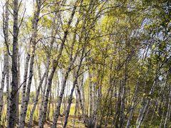 -塞罕坝国家级自然保护区