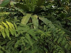 -国家植物园南园