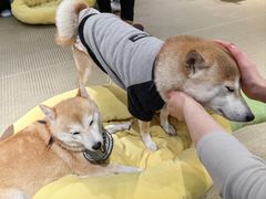 -逗柴咖啡屋·狗咖猫咖宠物桌游