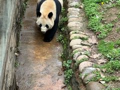 -都江堰中华大熊猫苑