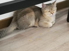 -柴迷FANS CLUB·柴犬狗咖·猫咖
