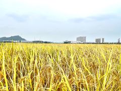 -光明小镇欢乐田园
