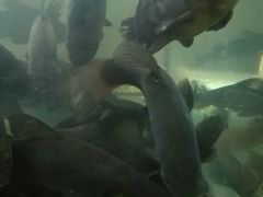 -姚记抚仙湖野生菌石锅鱼庄