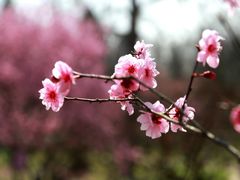 -梅花山(明孝陵内)