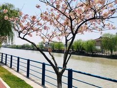 -高东镇樱花园