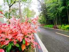 景点-黄陂区野村谷景区