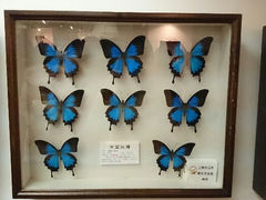 android_upload_pic-上海大自然野生昆虫馆