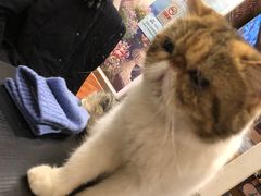 -猫小院猫主题咖啡厅(北锣店)