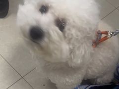 -瑞派福兴宠物医院犬猫全科·骨科·中西医结合(河东店)