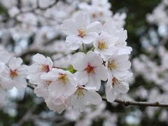-顾村公园