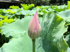 -陈家山荷花公园