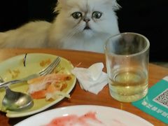 -more than meow吴止猫主题餐厅(承德 中船汇店)