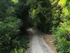 -镇江市南山风景名胜区竹林景区