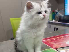-四月宠物医院·猫专科·心脏专科·内科(转塘店)