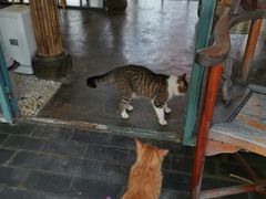 -喵屿·大理花园猫咖