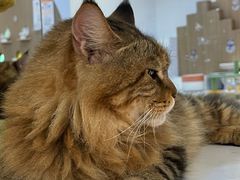 -COLOR PETS 撸猫馆·购猫·猫咖(长风大悦城店)