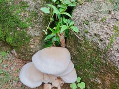 -松山湖梦幻百花洲