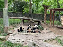 -都江堰中华大熊猫苑