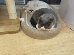 -是阿柴呀！柴犬咖啡·爱喵喵猫咖