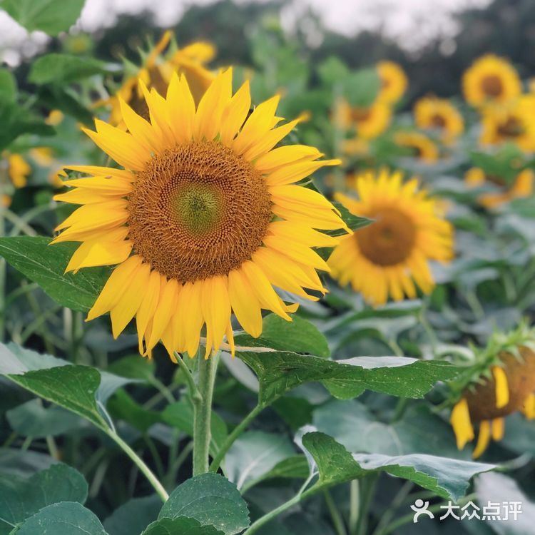奥森百亩向日葵开啦🌻太美太出片了🌻 