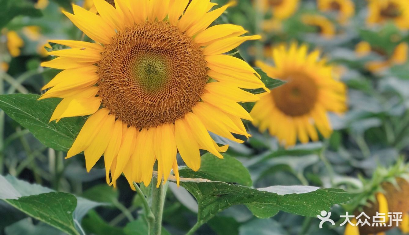 奥森百亩向日葵开啦🌻太美太出片了🌻 