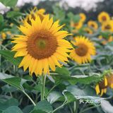 奥森百亩向日葵开啦🌻太美太出片了🌻 