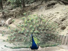 -栾川竹海野生动物园