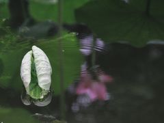 -莲湖公园