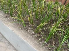 -兰州-西固陈记牛肉面·烧烤(山阴路店)