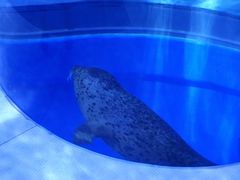 -上海海昌海洋公园-冰山北极馆