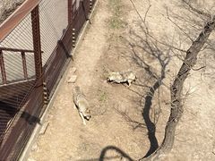 -沈阳森林动物园