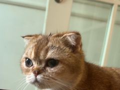 -楼上猫咖(罗湖店)