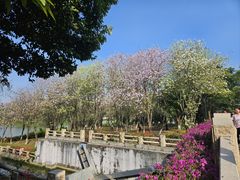 -海珠湖公园