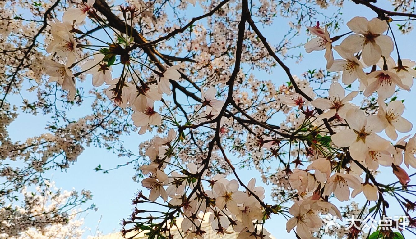春天贩卖机🍧这里的樱花真美啊🌸