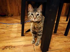 店内小猫-川魂帽牌货冒菜(水晶郦城店)
