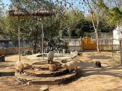 -合肥野生动物园