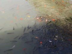 -黄花溪