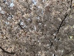 -西安青龙寺遗址景区