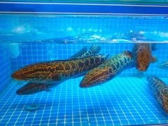 -鱼遇木桶斑鱼火锅(塔湾店)