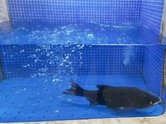 -香山湖渔家大院