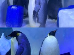 -海合安成都极地海洋公园