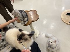 -共舞时光猫咖·狗咖(新街口店)