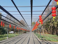 -东平国家森林公园