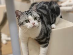 -有喵·猫咖·狗咖·30几只猫10只小狗(岗厦店)